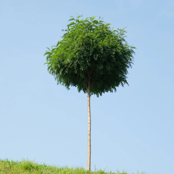 Robinia pseudoacacia Umraculifera K7,5 - Salcâm globular