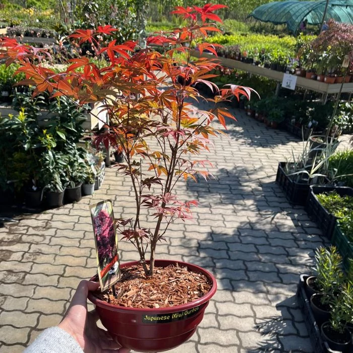 Acer palmatum Atropurpureum - Arțar japonez bonsai