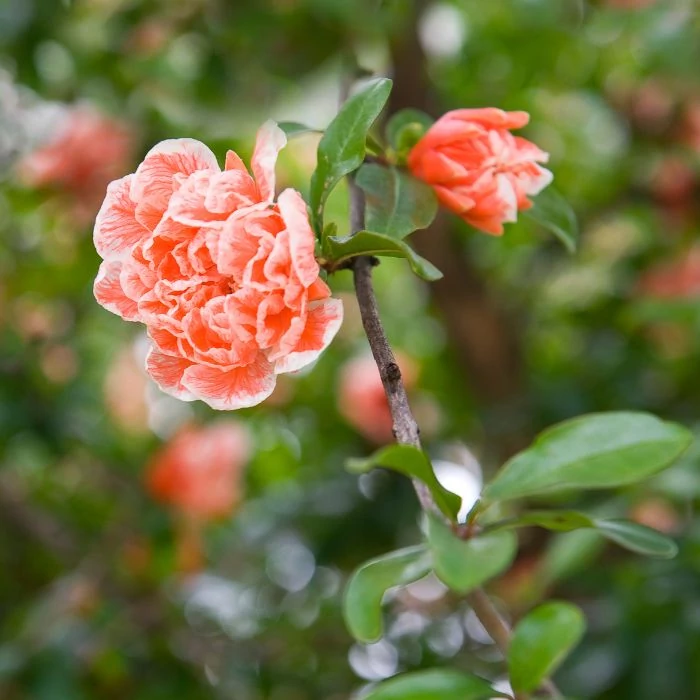 Punica granatum Legrelliae - Rodiu ornamental 