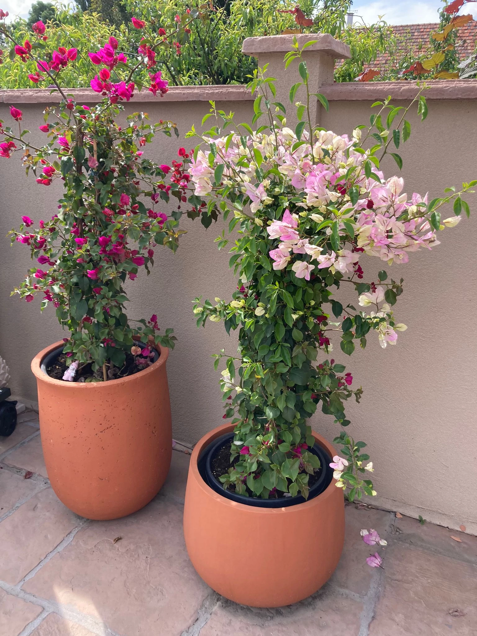 Bougainvillea XL - Floare de hârtie