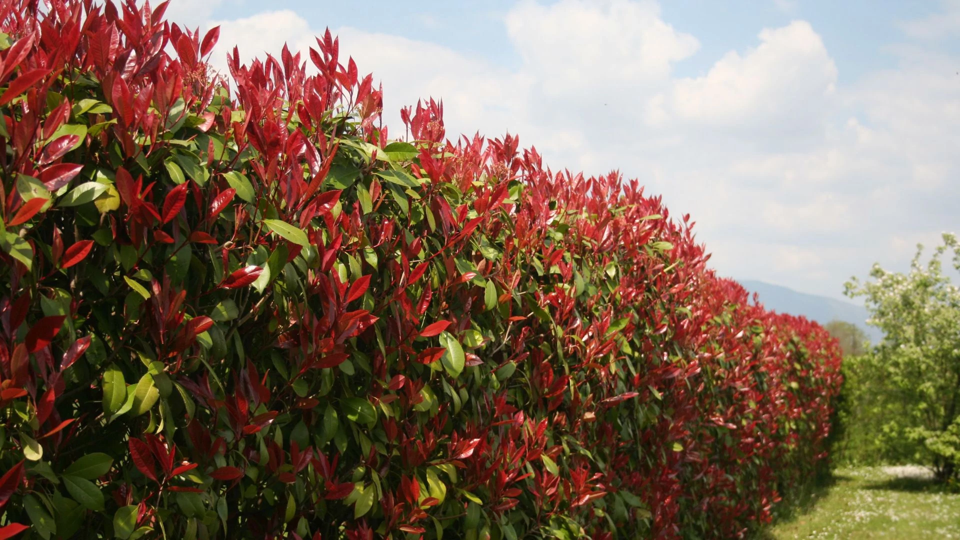 Photinia x fraserii Red Robin K2 