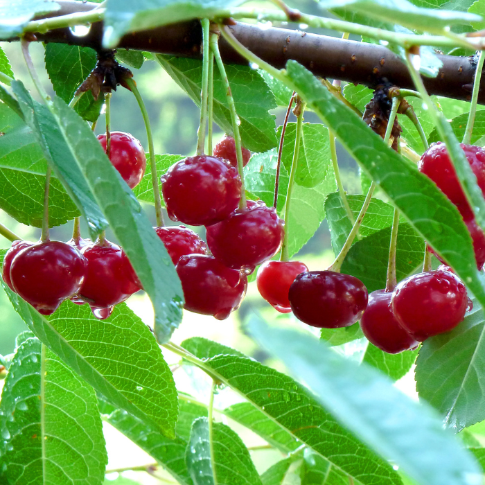 Prunus cerasus Meteor korai - Vișin