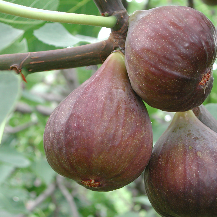 Ficus carica Bagladi -  Smochin