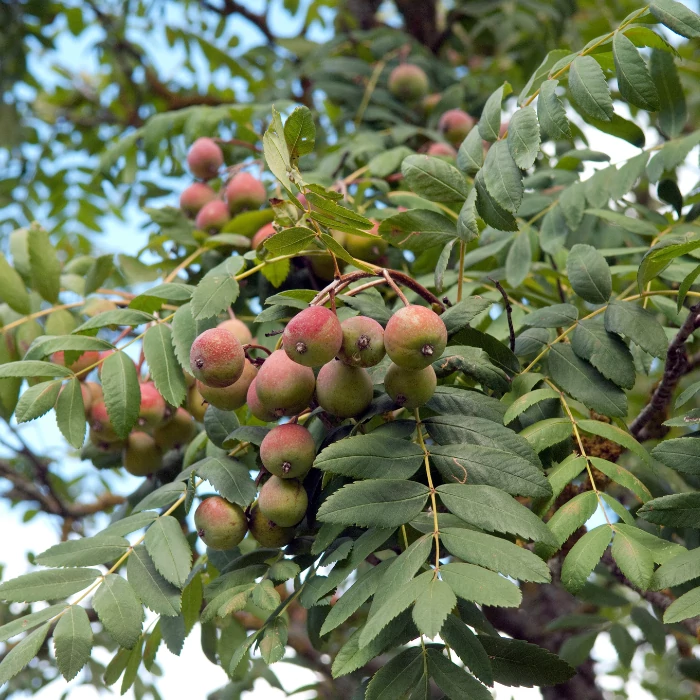 Sorbus domestica - Scoruș domestic