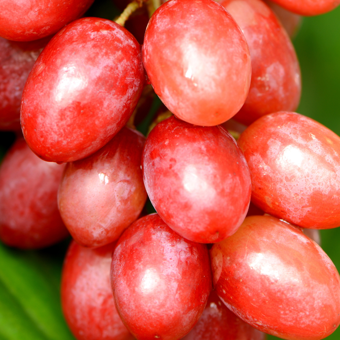 Vitis vinifera Crimson Seedless - Viță de vie fără sâmburi