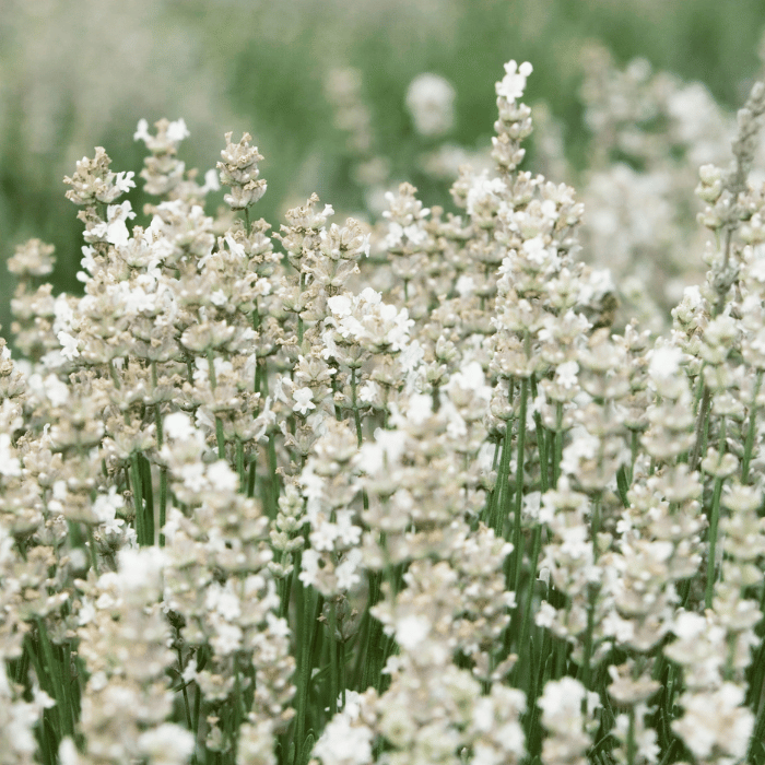 Lavandula x intermedia Edelweiss - Lavandă cu flori albe