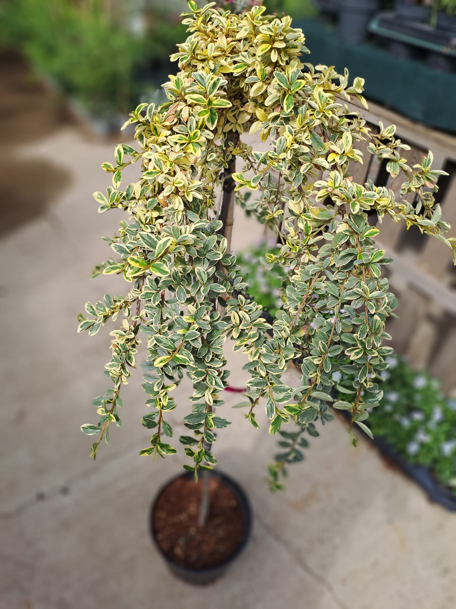 Cotoneaster dammeri - Cotoneaster târâtor altoit pe trunchi