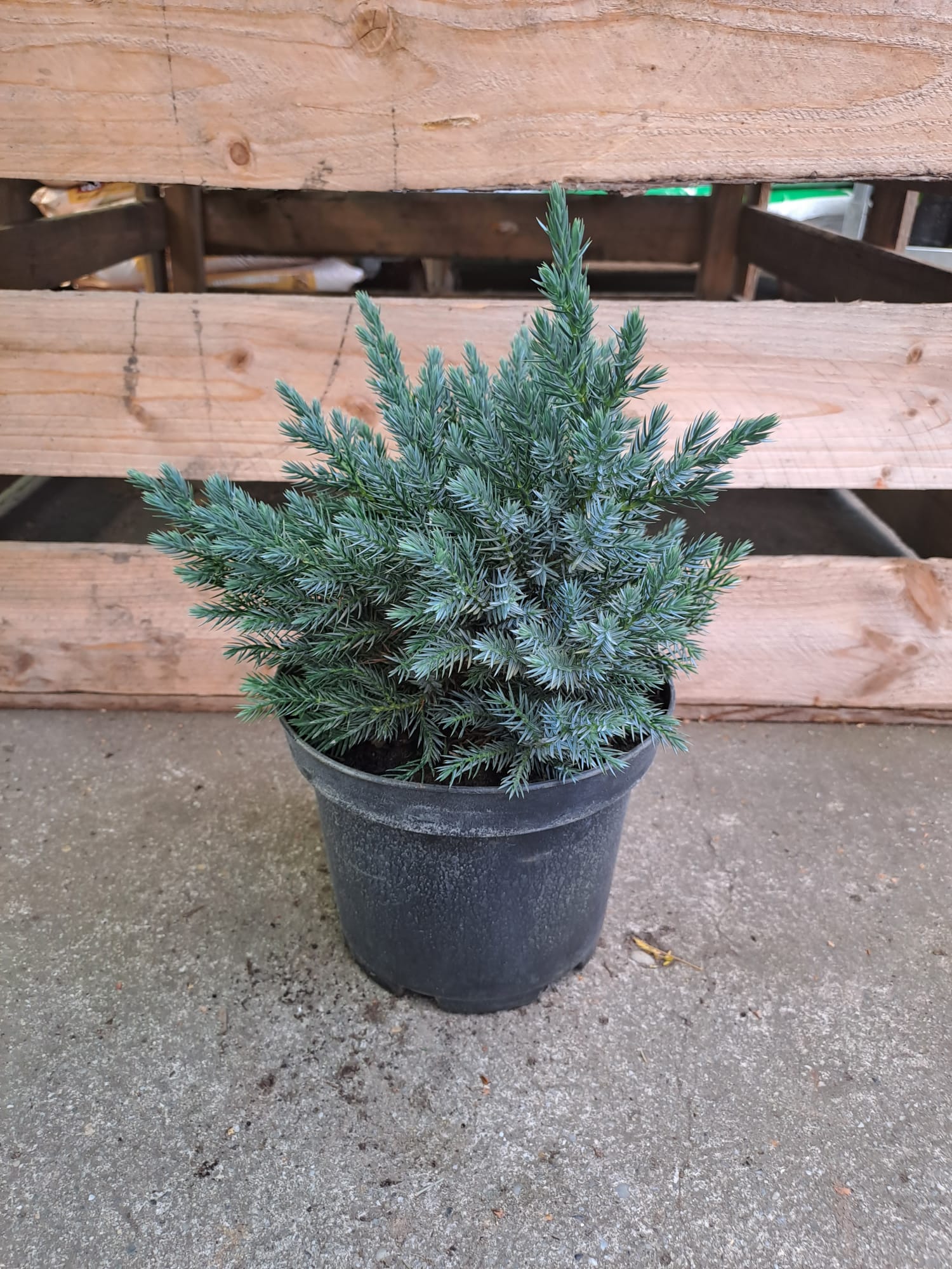 Juniperus squamata Blue star - Ienupăr Blue Star