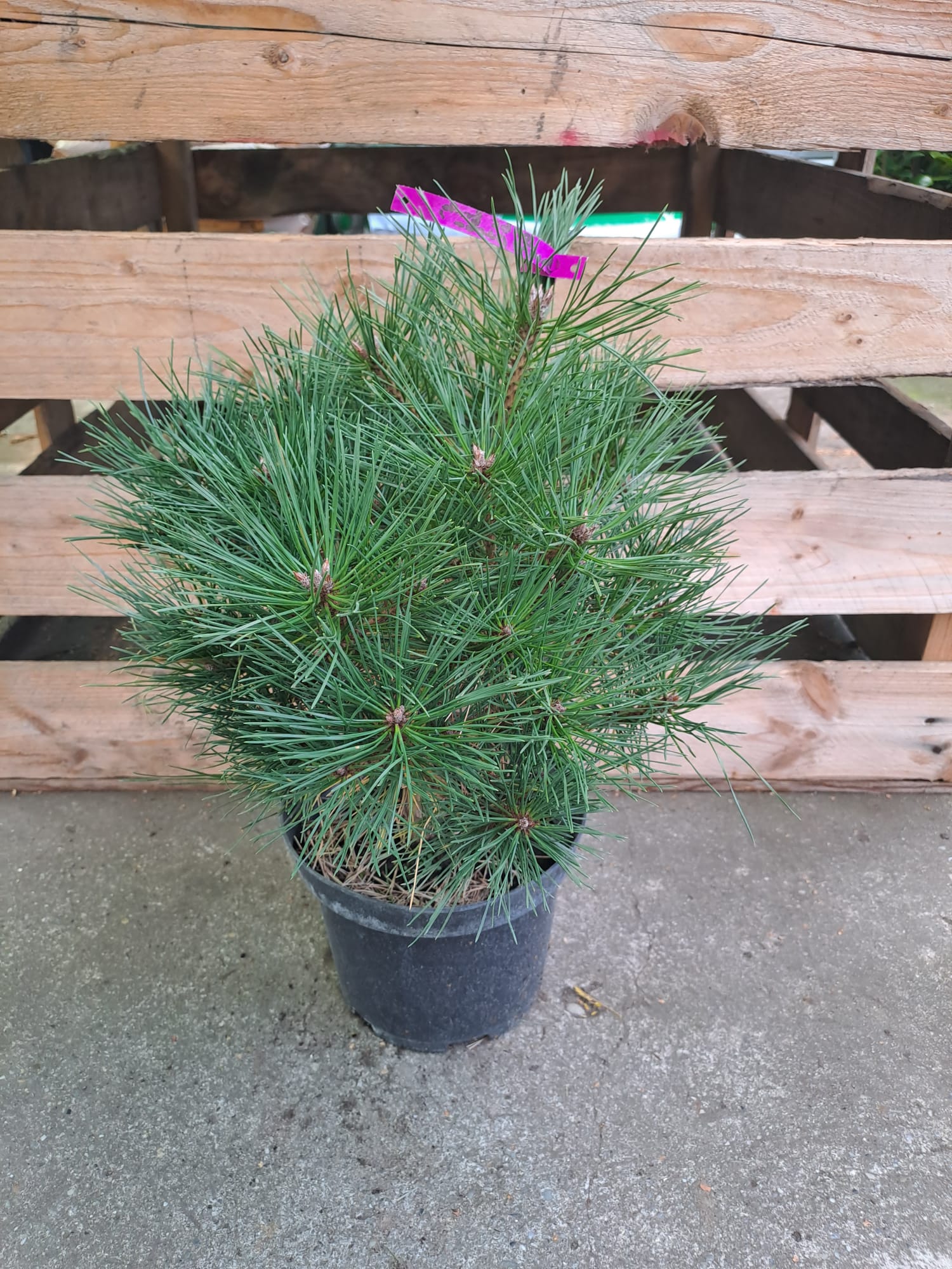 Pinus nigra Brepo - Pin negru pitic