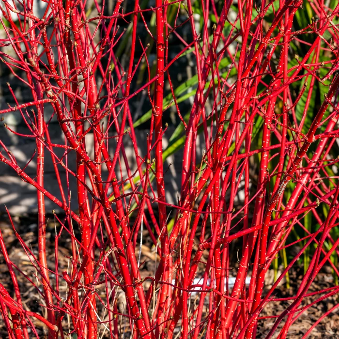 Cornus alba Spaethii - Corn decorativ