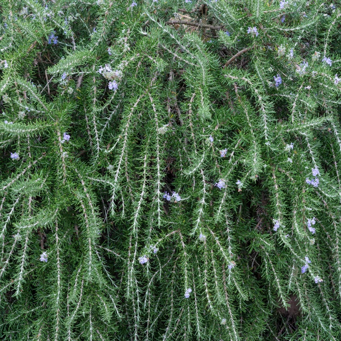 Rosmarinus officinalis - Rozmarin târâtor, curgător