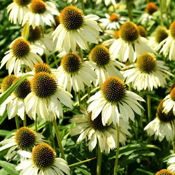 Echinacea purpurea - Echinaceea albă