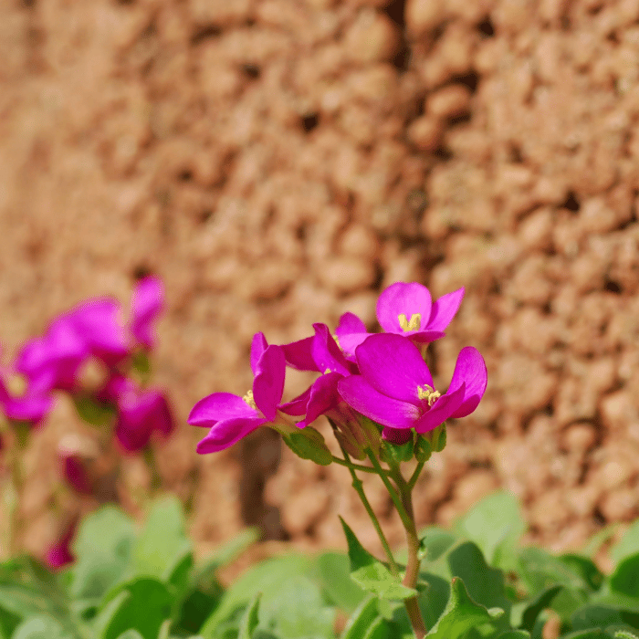 Arabis caucasica Little Treasure Deep Rose - Floare de gâscăriță roz