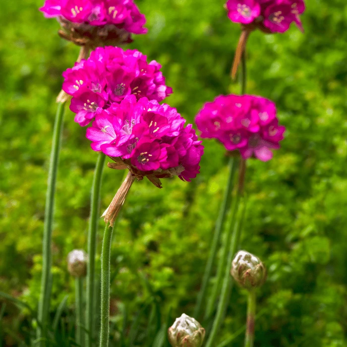 Armeria maritima Vezuv - Limba peștelui cu flori roz