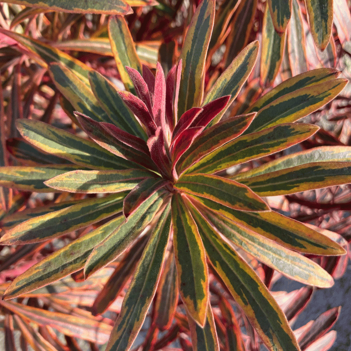 Euphorbia x martinii Ascot Rainbow 
