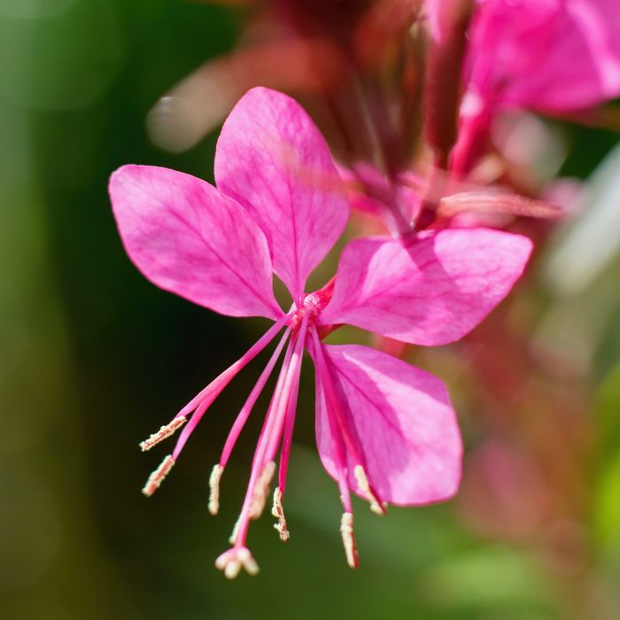 Gaura lindheimeri - Floarea albinei roz