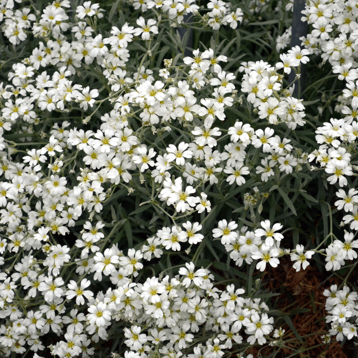 Gypsophila repens Filou White - Floarea miresei