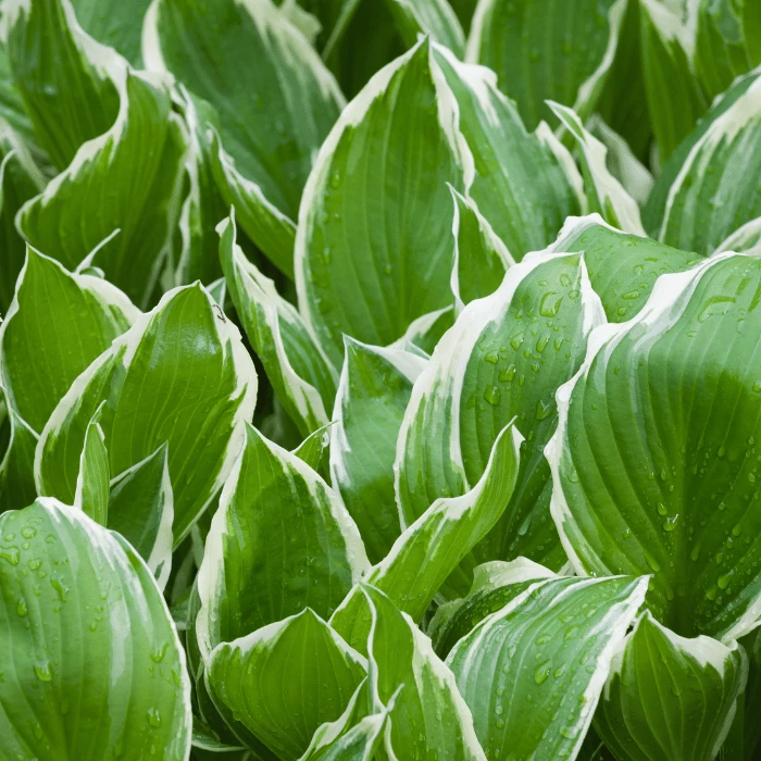 Hosta So Sweet - Crin de toamnă