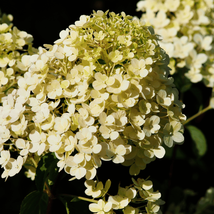 Hydrangea paniculata Bobo K5 - Hortensie albă Bobo