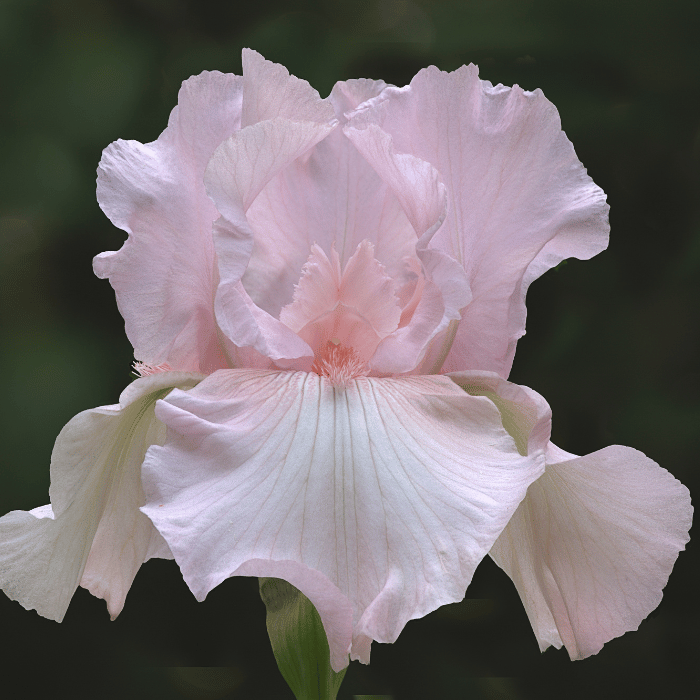 Iris Cherished - Stânjenel roz