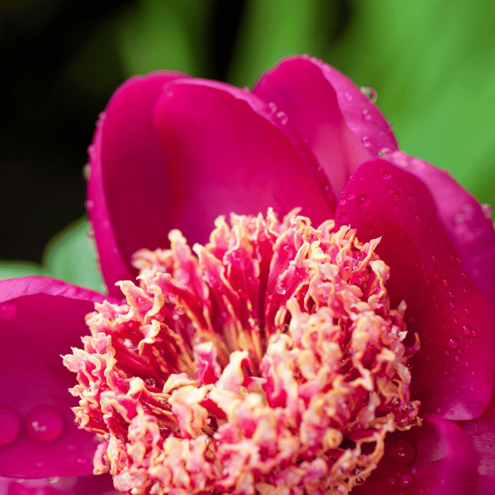 Paeonia lactiflora Charles Burgess - Bujor roșu