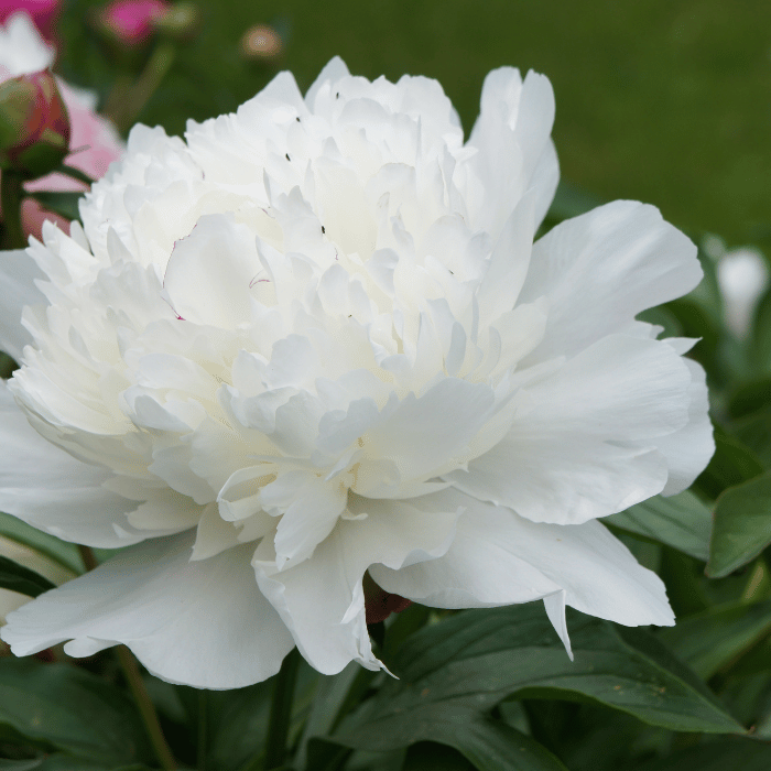 Paeonia lactiflora Duchesse de Nemours -  Bujor alb
