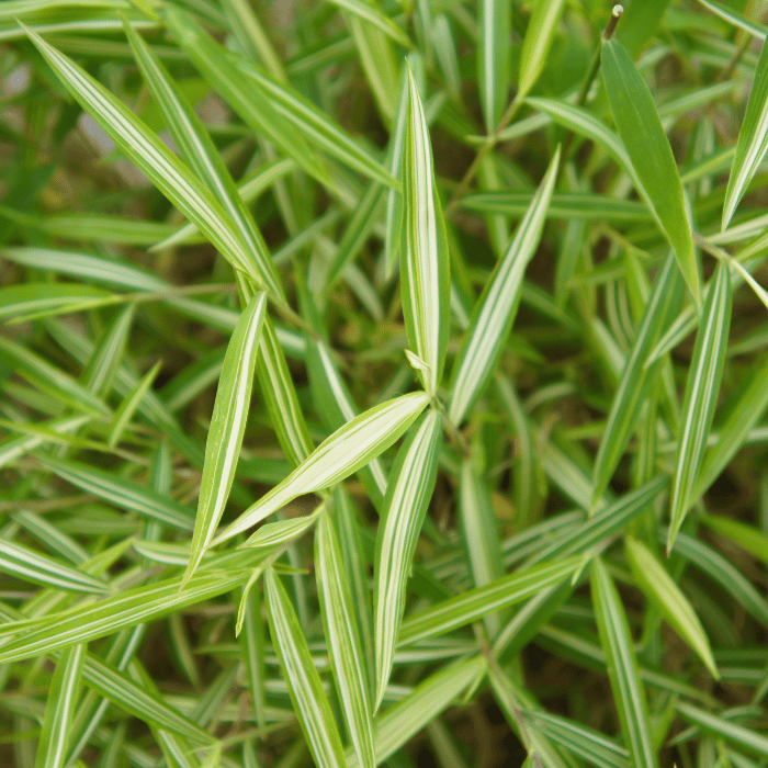 Pleioblastus fortunei Variegatus - Bambus pitic alb