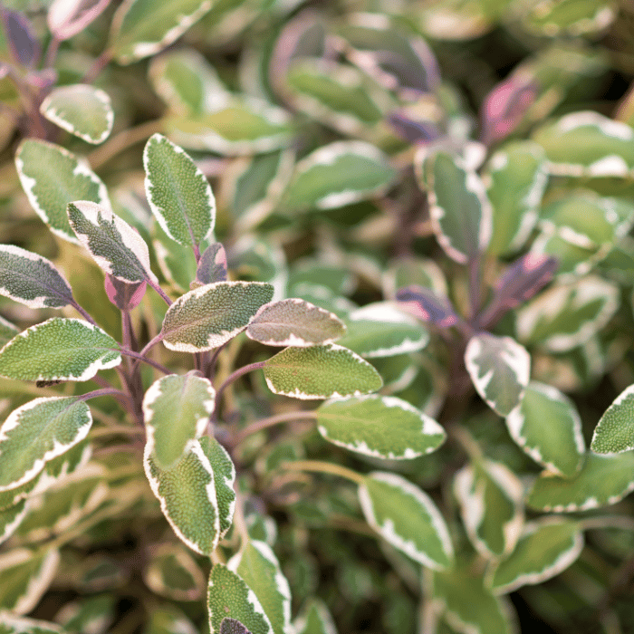 Salvia officinalis Tricolor - Salvie ornamentală