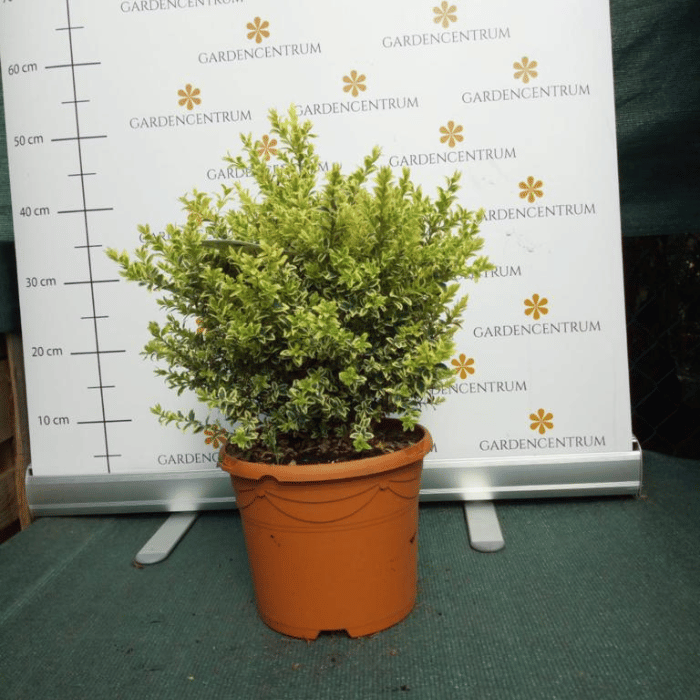 Buxus sempervirens Elegans K5 - Cimșir variegat