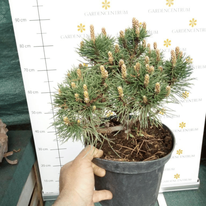 Pinus mugo - Pin de munte Heideperle