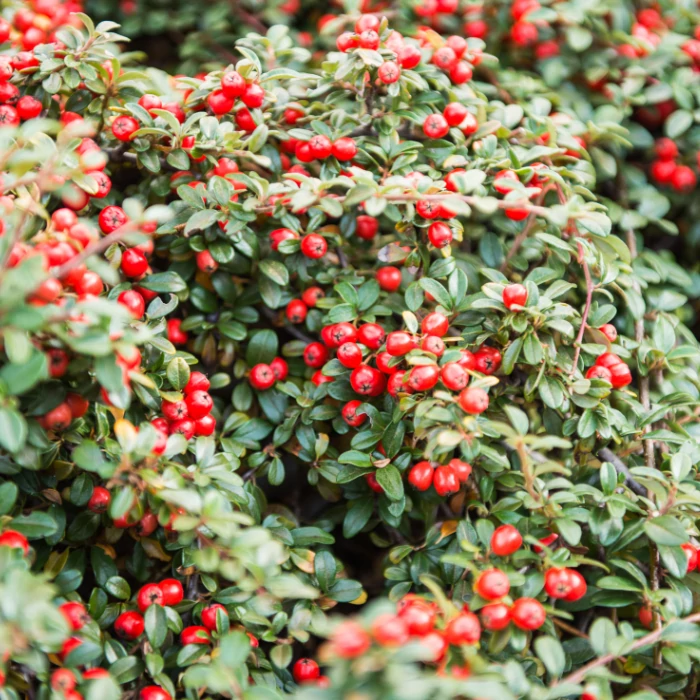 Cotoneaster dammeri - Cotoneaster târâtor