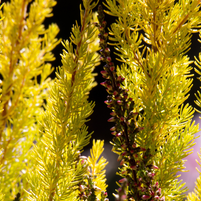 Erica arborea Albert`s Gold - Erica înaltă cu frunziș galben