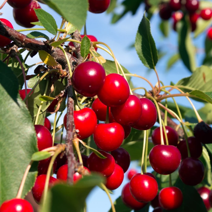 Prunus cerasus 'Újfehértói fürtös' - Vișin la ghiveci