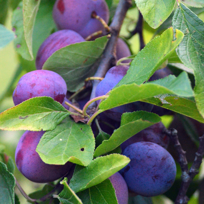 Prunus domestica Bluefre - Prun la ghiveci