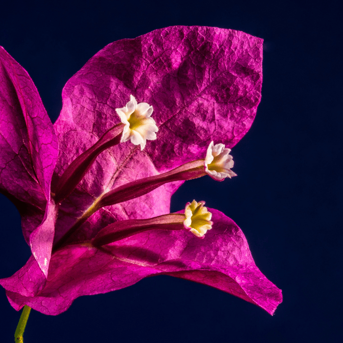 Bougainvillea Dania CS12 - Floare de hârtie